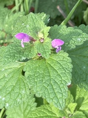 Lamium purpureum