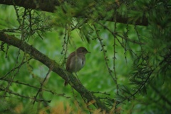Luscinia megarhynchos