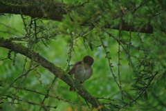 Luscinia megarhynchos