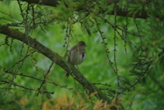 Luscinia megarhynchos