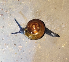 Macrochlamys hippocastaneum