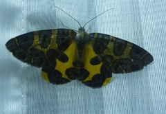 Pantherodes