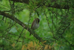 Luscinia megarhynchos
