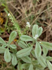 Euploca ovalifolia