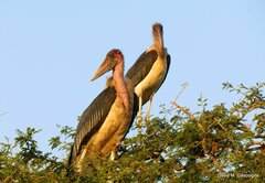 Leptoptilos crumenifer