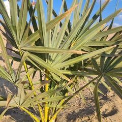 Hyphaene thebaica