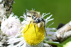 Trichiotinus assimilis