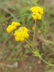 Nidorella