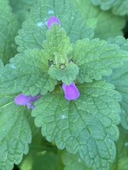Lamium purpureum