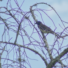 Cyanocorax affinis