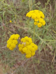 Nidorella