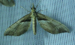 Psaliodes