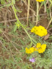 Nidorella