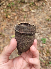 Couratari macrosperma