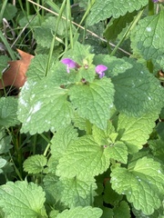 Lamium purpureum