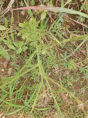 Nidorella