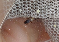 Stygnocoris