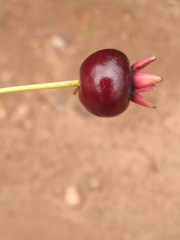 Eugenia brasiliensis