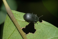 Heterotarsus