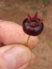 Eugenia brasiliensis