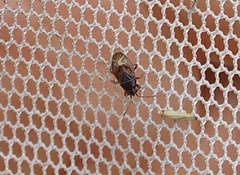 Stygnocoris