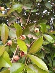 Eugenia brasiliensis