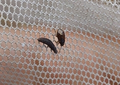 Stygnocoris