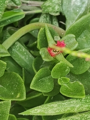 Mesembryanthemum cordifolium