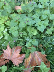 Lamium purpureum