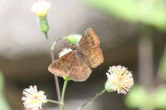 Ebrietas elaudia