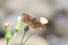 Ebrietas elaudia