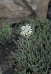 Allium delicatulum