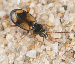 Bembidion bualei