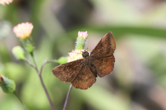 Ebrietas elaudia