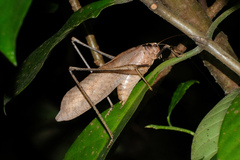 Mecopoda elongata