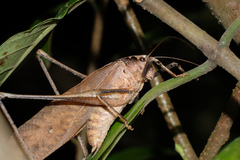Mecopoda elongata