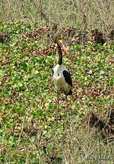 Ephippiorhynchus senegalensis