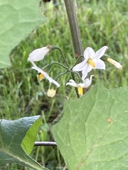 Solanum nigrum
