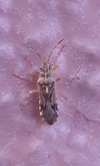 Belonochilus numenius