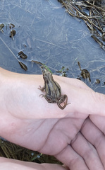 Pseudacris triseriata