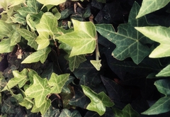 Hedera