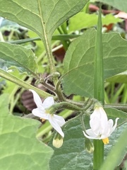 Solanum nigrum
