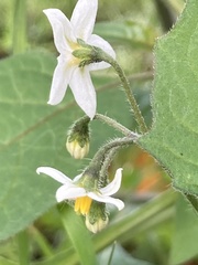 Solanum nigrum