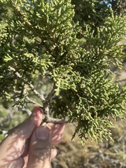 Juniperus
