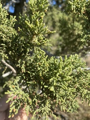 Juniperus
