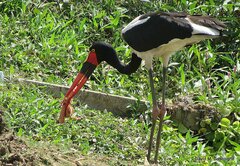 Ephippiorhynchus senegalensis