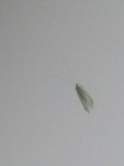 Chrysopidae