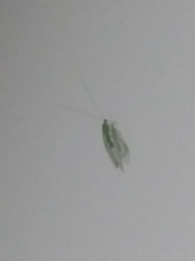 Chrysopidae