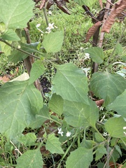 Solanum nigrum