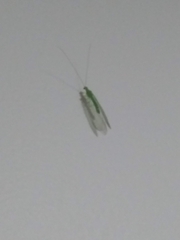 Chrysopidae
